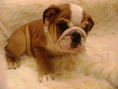 Bulldog Ingles