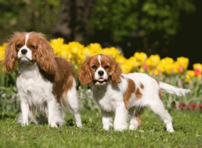 Cavalier King Charles Spaniel jigsaw puzzle