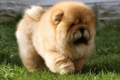 Chow Chow jigsaw puzzle