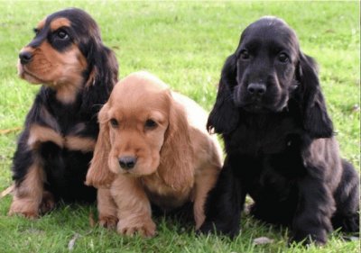 Cocker Spaniel Ingles