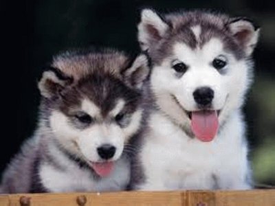 Husky Siberiano jigsaw puzzle