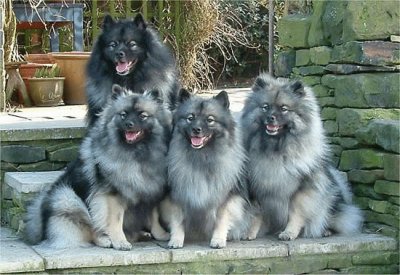 פאזל של Keeshond