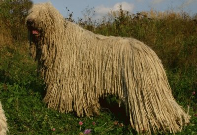 Komondor jigsaw puzzle