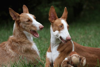 Podenco Ibicenco jigsaw puzzle