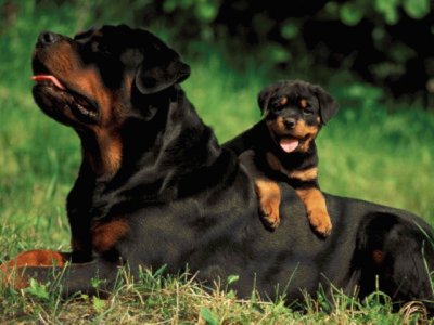 Rottweiler jigsaw puzzle