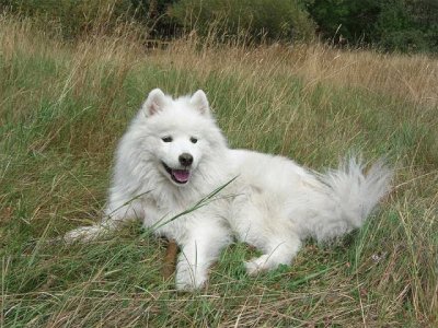 פאזל של Samoyedo