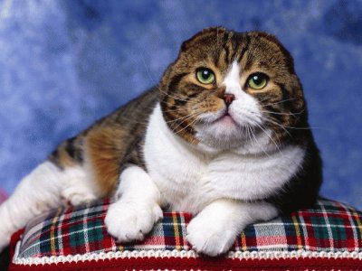 פאזל של Scottish Fold