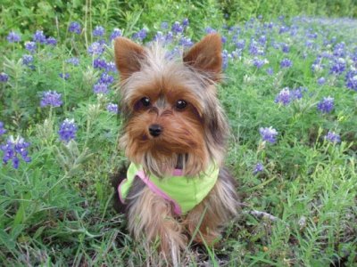 פאזל של Yorkshire Terrier