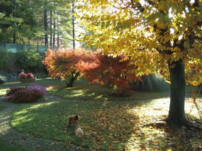 Chickens in Autumn