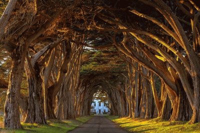 Tunel de Arboles jigsaw puzzle