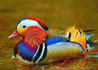 pato colorido