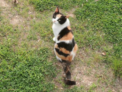 פאזל של Calico Cat