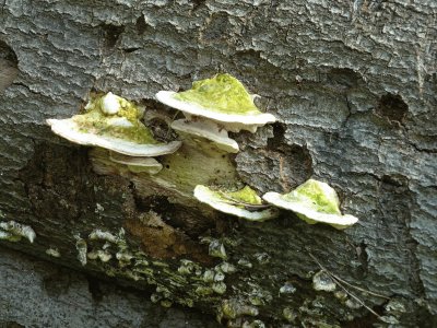 fungi jigsaw puzzle