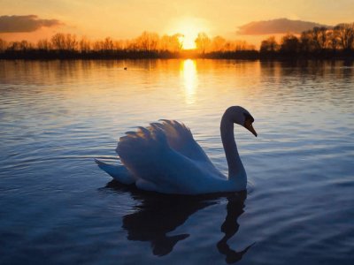 פאזל של cisne en el lago