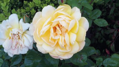 Yellow Rose jigsaw puzzle
