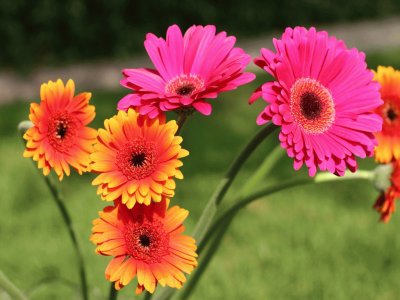 פאזל של Gerberas laranja e rosa