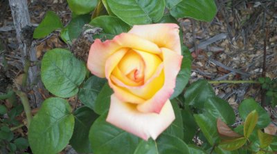 Mamacita 's Rose 1