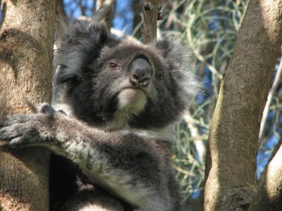 Koala in Australia jigsaw puzzle