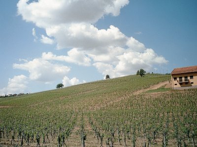 Vigna ad Agliano Terme