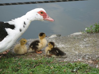 פאזל של DUCKS