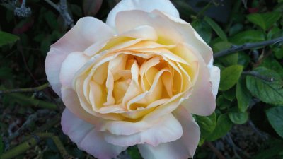 Single Yellow Rose