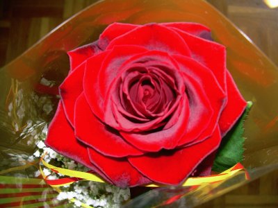 פאזל של Rosa de Sant Jordi