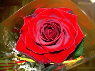 Rosa de Sant Jordi jigsaw puzzle