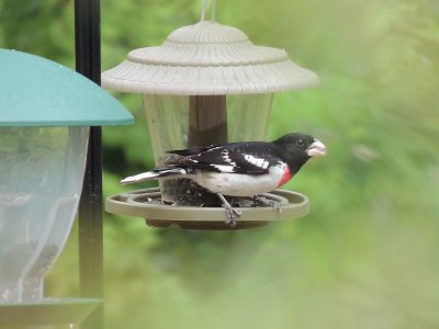 פאזל של Rose Breasted Grosbeak