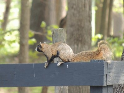 Fox Squirrel