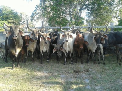guzeras