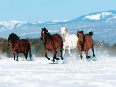 Horses in the Snow