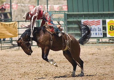 Rodeo Horse