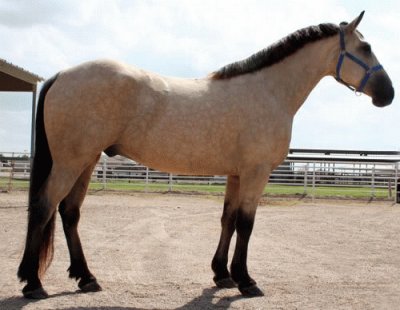 פאזל של Buckskin Horse