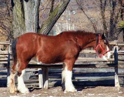 Clydesdale Horse