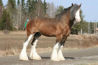 Clydesdale Horse jigsaw puzzle