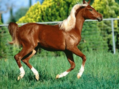 Horse jigsaw puzzle