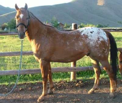 Appaloosa Horse jigsaw puzzle