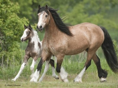 פאזל של Gypsy Horses