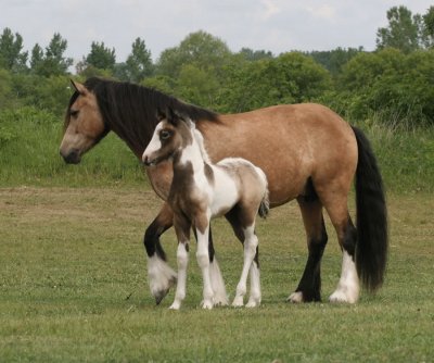 פאזל של Gypsy Horses