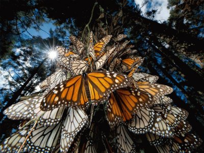 Mariposa Monarca (MÃ©xico) jigsaw puzzle