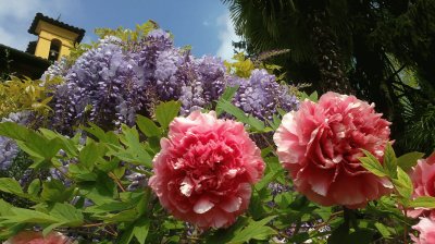 Wisteria and Peonies