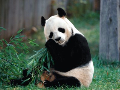 OSO PANDA