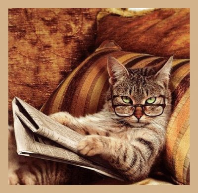 - gato lendo jornal
