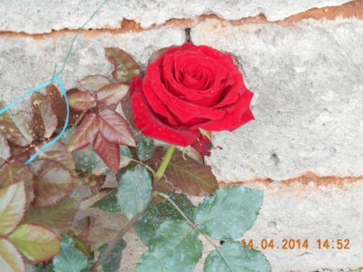 rosa rossa jigsaw puzzle