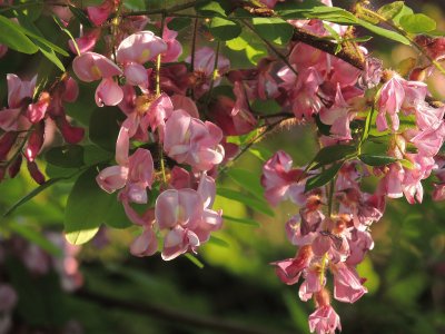 Blooms jigsaw puzzle