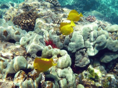 Peixos i coral