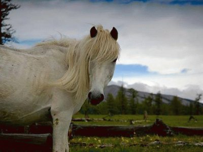 - cavalo branco.