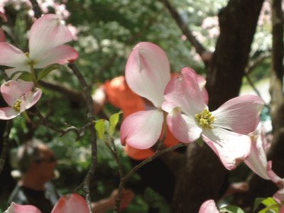 Dogwood jigsaw puzzle