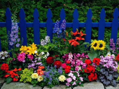 Colorful Garden Flowers Against Blue Fence