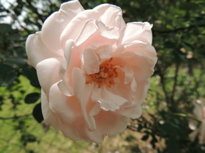 פאזל של Pink Rose